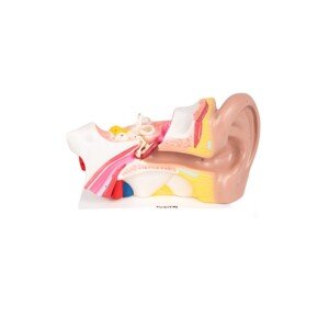 TickiT Lidské ucho / Human ear