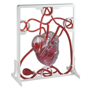 Edu - Toys Lidské srdce - srdeční tep