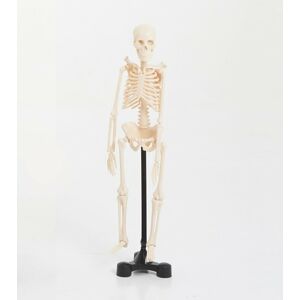 Edu - Toys Kostra malá (Mini skeleton 46cm)